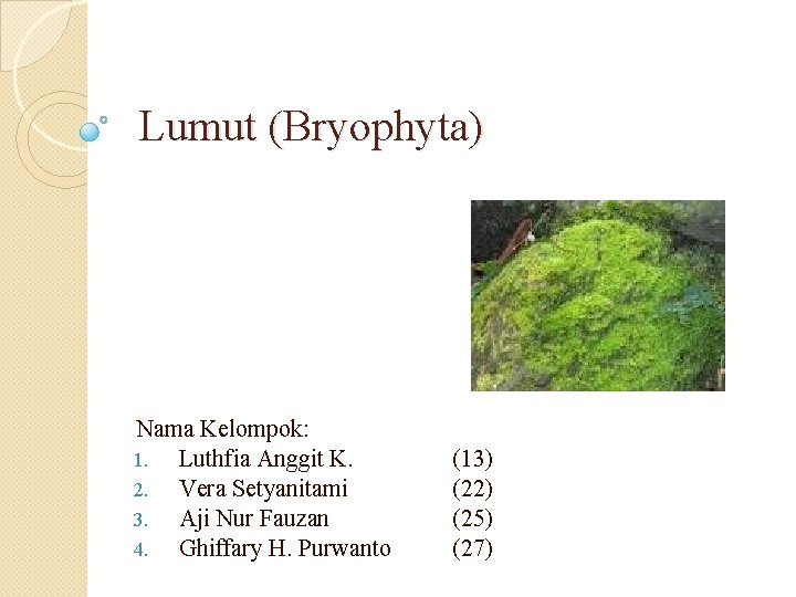  Lumut (Bryophyta) Nama Kelompok: 1. Luthfia Anggit K. 2. Vera Setyanitami 3. Aji
