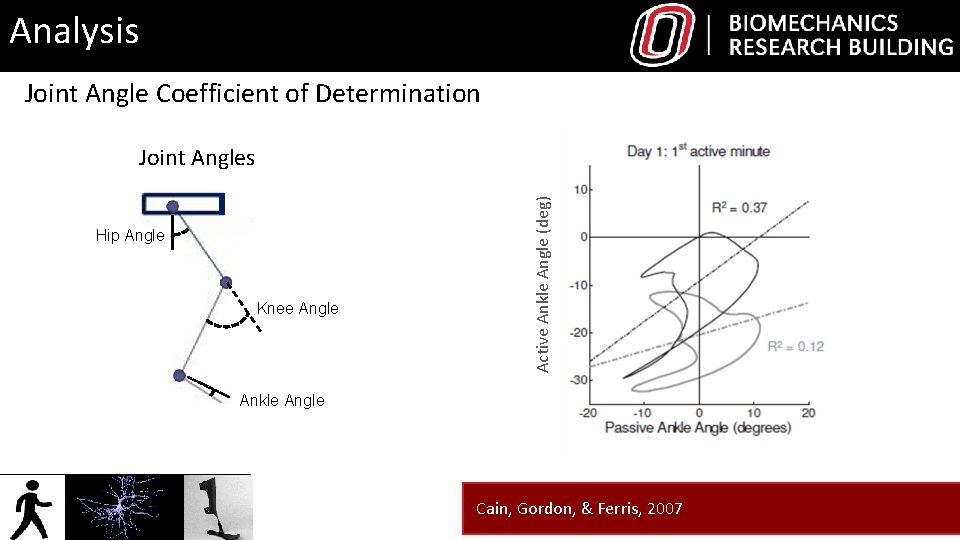Analysis Joint Angle Coefficient of Determination Hip Angle Knee Angle Active Ankle Angle (deg)