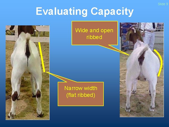 Evaluating Capacity Wide and open ribbed Narrow width (flat ribbed) Slide 9 Evaluating Capacity Wide and open ribbed Narrow width (flat ribbed) Slide 9