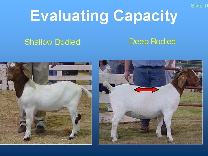 Evaluating Capacity Shallow Bodied Deep Bodied Slide 10 Evaluating Capacity Shallow Bodied Deep Bodied Slide 10