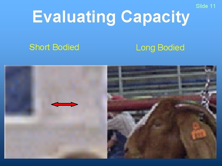 Evaluating Capacity Short Bodied Long Bodied Slide 11 Evaluating Capacity Short Bodied Long Bodied Slide 11