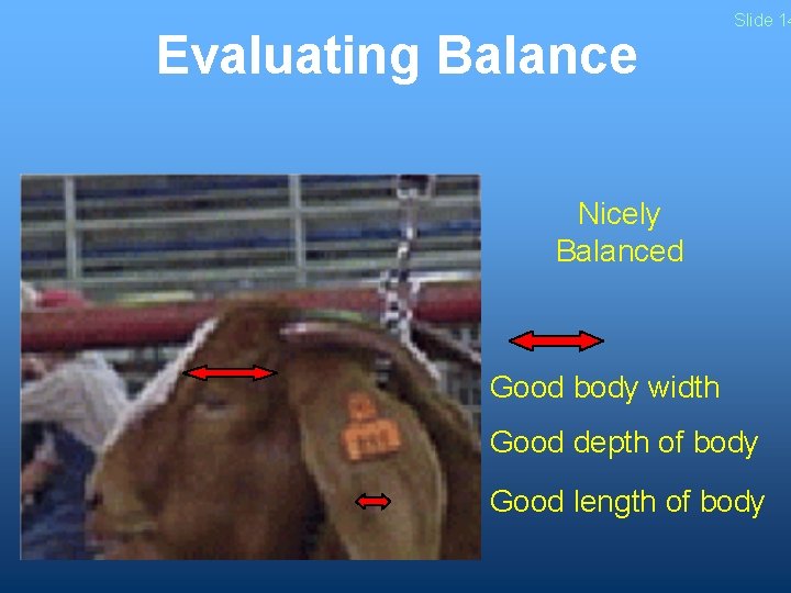 Evaluating Balance Slide 14 Nicely Balanced Good body width Good depth of body Good