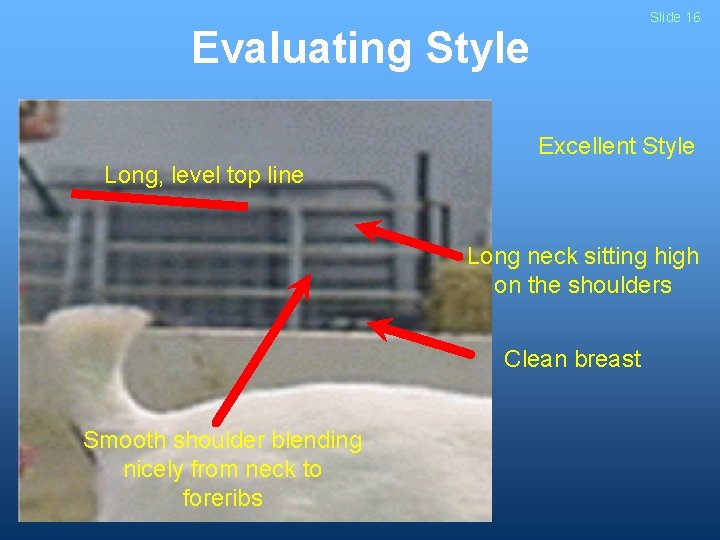 Slide 16 Evaluating Style Excellent Style Long, level top line Long neck sitting high Slide 16 Evaluating Style Excellent Style Long, level top line Long neck sitting high
