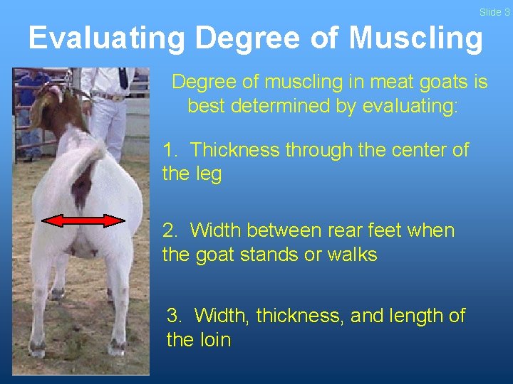 Slide 3 Evaluating Degree of Muscling Degree of muscling in meat goats is best