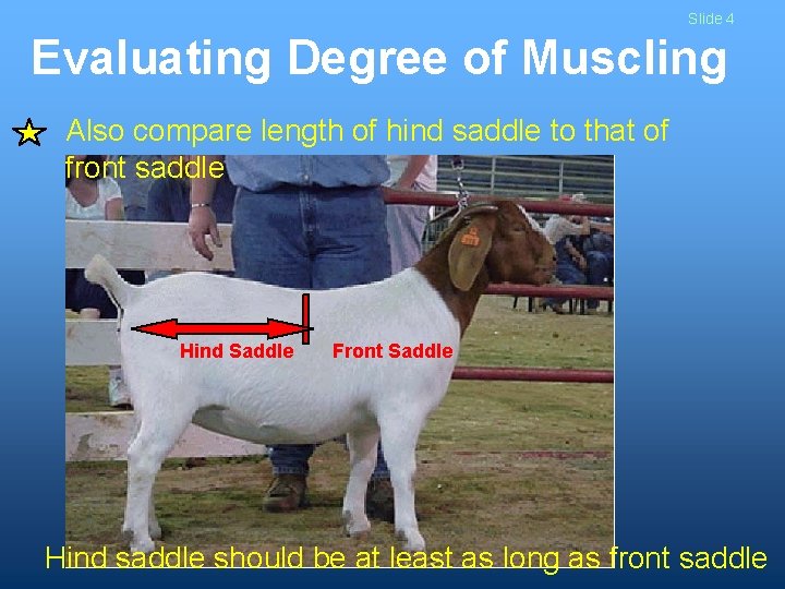 Slide 4 Evaluating Degree of Muscling Also compare length of hind saddle to that Slide 4 Evaluating Degree of Muscling Also compare length of hind saddle to that