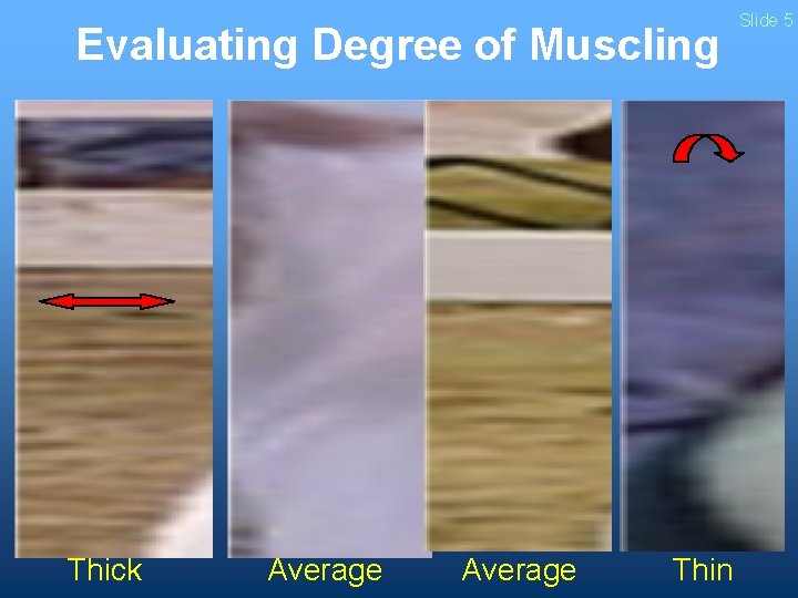 Evaluating Degree of Muscling Thick Average Thin Slide 5 