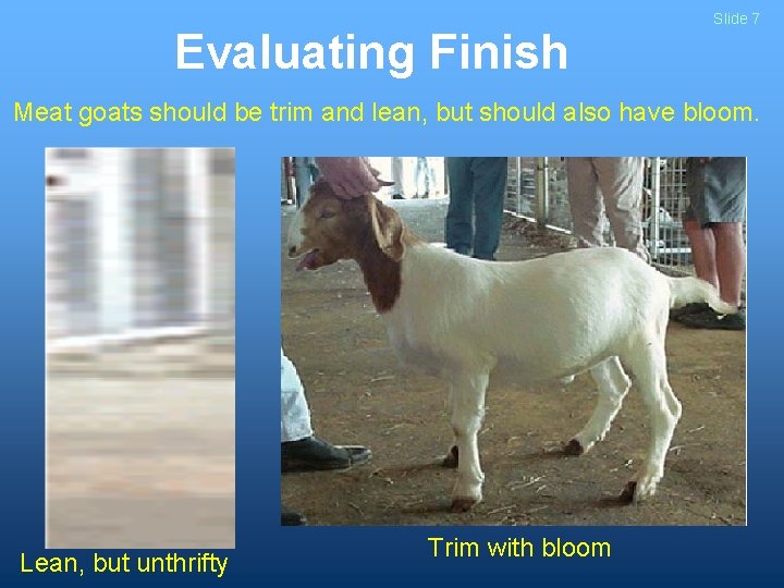 Evaluating Finish Slide 7 Meat goats should be trim and lean, but should also Evaluating Finish Slide 7 Meat goats should be trim and lean, but should also
