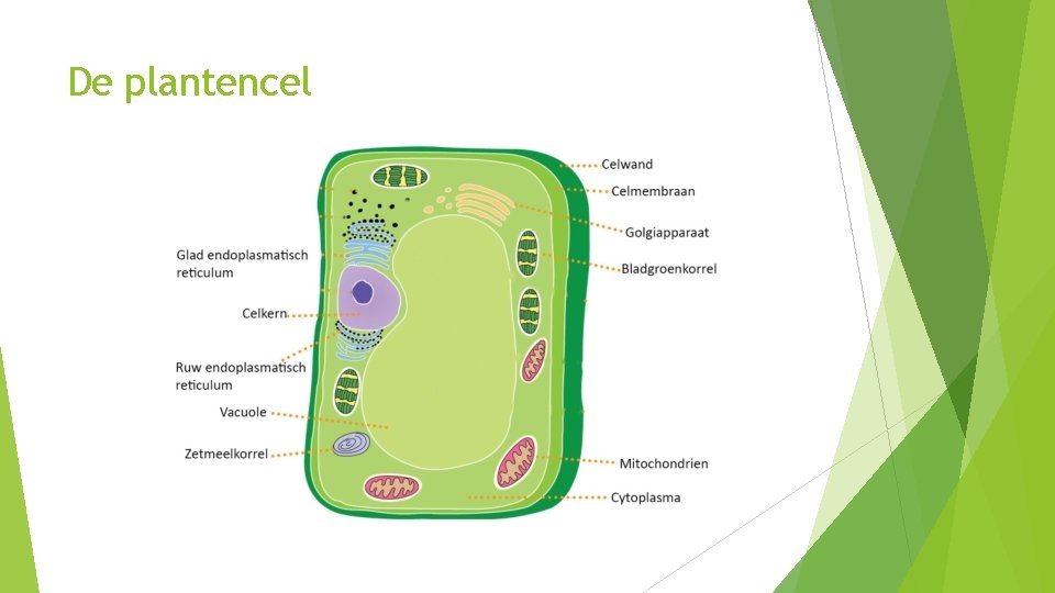 De plantencel 