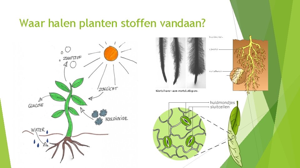 Waar halen planten stoffen vandaan? 