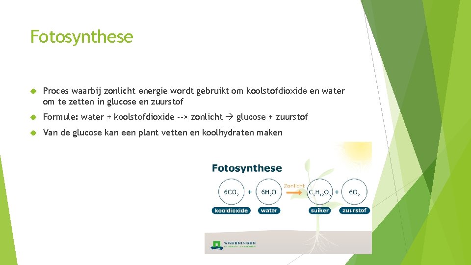 Fotosynthese Proces waarbij zonlicht energie wordt gebruikt om koolstofdioxide en water om te zetten