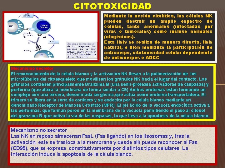 CITOTOXICIDAD Mediante la acción citolítica, las células NK pueden destruir un amplio espectro de