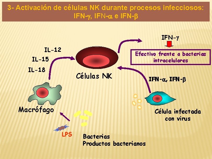 3 - Activación de células NK durante procesos infecciosos: IFN-g, IFN-a e IFN-b IFN-g