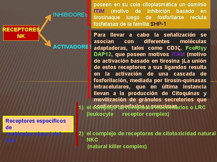 INHIBIDORES RECEPTORES NK poseen en su cola citoplasmática un dominio ITIM (motivo de inhibición