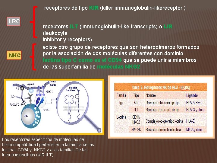 receptores de tipo KIR (killer immunoglobulin-likereceptor ) LRC NKC receptores ILT (immunoglobulin-like transcripts) o