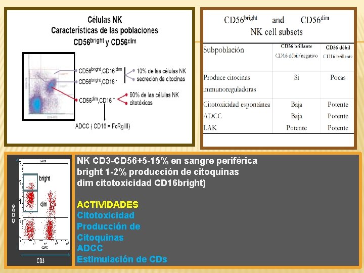 NK CD 3 -CD 56+5 -15% en sangre periférica bright 1 -2% producción de