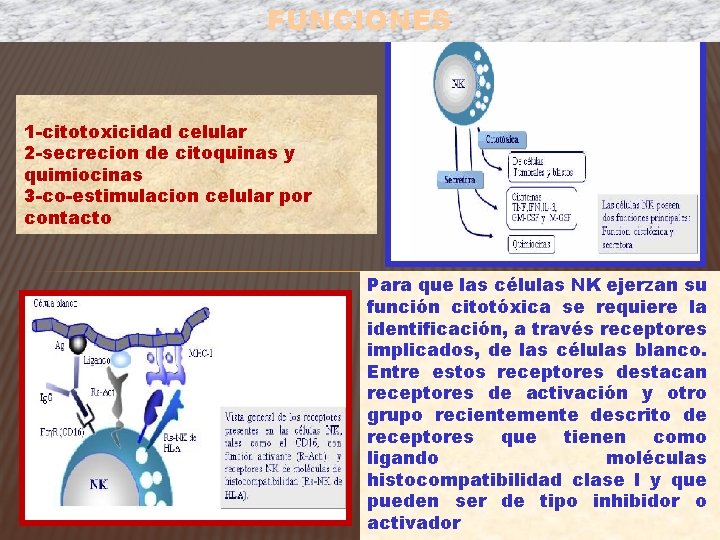 FUNCIONES 1 -citotoxicidad celular 2 -secrecion de citoquinas y quimiocinas 3 -co-estimulacion celular por