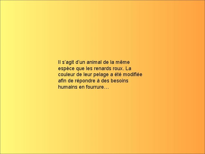 Il s’agit d’un animal de la même espèce que les renards roux. La couleur