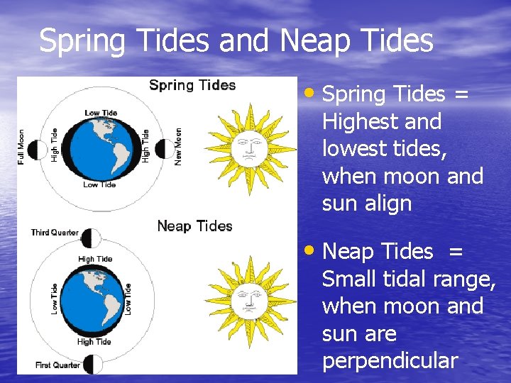 Spring Tides and Neap Tides • Spring Tides = Highest and lowest tides, when
