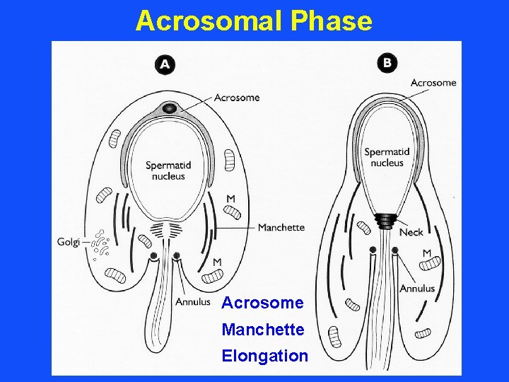 Animal Science 434 Spermatogenesis Production of Fertile Sperm