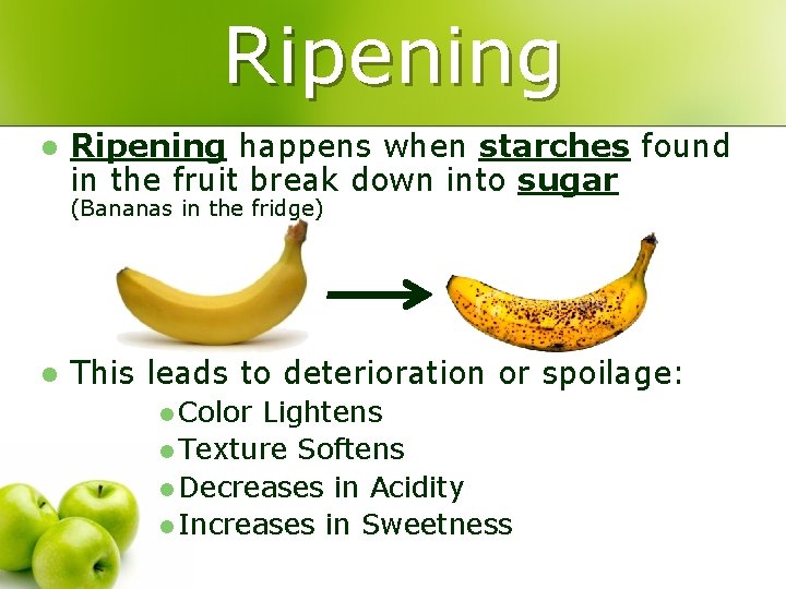 Ripening l Ripening happens when starches found in the fruit break down into sugar