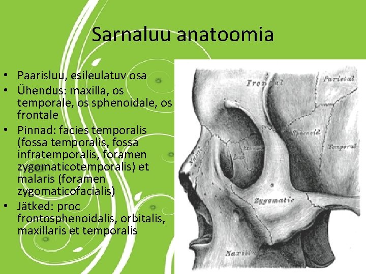 Sarnaluu anatoomia • Paarisluu, esileulatuv osa • Ühendus: maxilla, os temporale, os sphenoidale, os Sarnaluu anatoomia • Paarisluu, esileulatuv osa • Ühendus: maxilla, os temporale, os sphenoidale, os