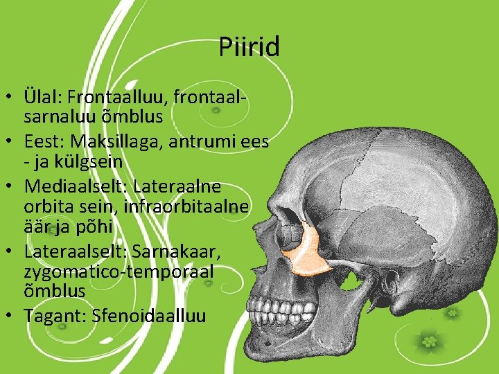 Piirid • Ülal: Frontaalluu, frontaalsarnaluu õmblus • Eest: Maksillaga, antrumi ees - ja külgsein Piirid • Ülal: Frontaalluu, frontaalsarnaluu õmblus • Eest: Maksillaga, antrumi ees - ja külgsein