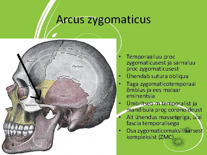 Arcus zygomaticus • Temporaalluu proc zygomaticusest ja sarnaluu proc zygomaticusest • Ühendab sutura obliqua