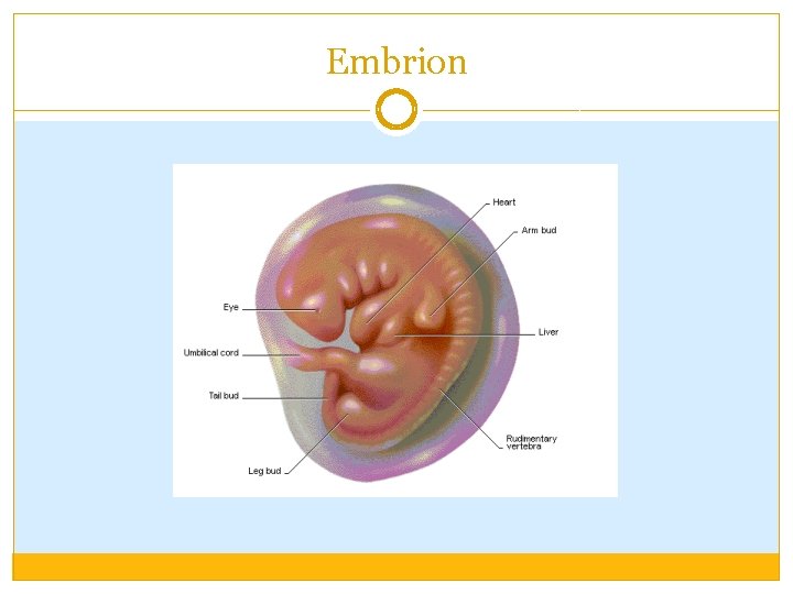 Embrion Embrion