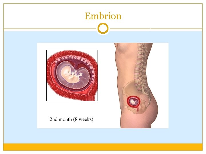 Embrion 
