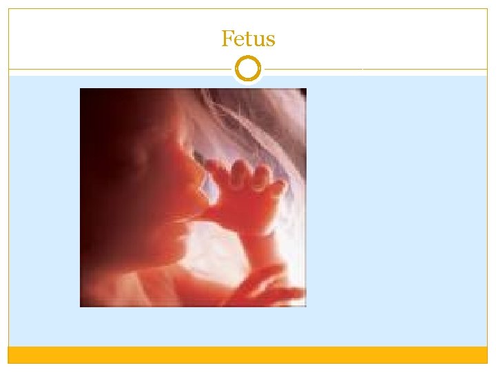 Fetus Fetus