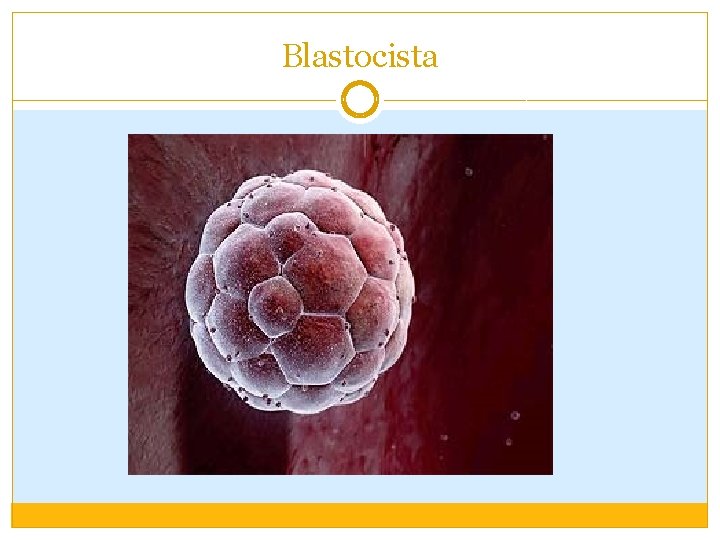 Blastocista 