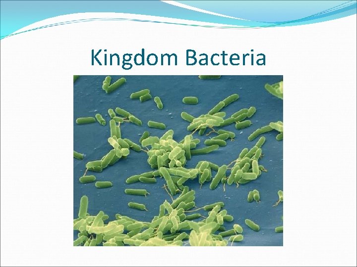 Kingdom Bacteria 