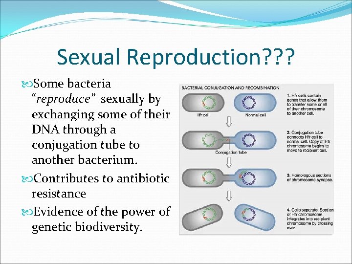 Sexual Reproduction? ? ? Some bacteria “reproduce” sexually by exchanging some of their DNA