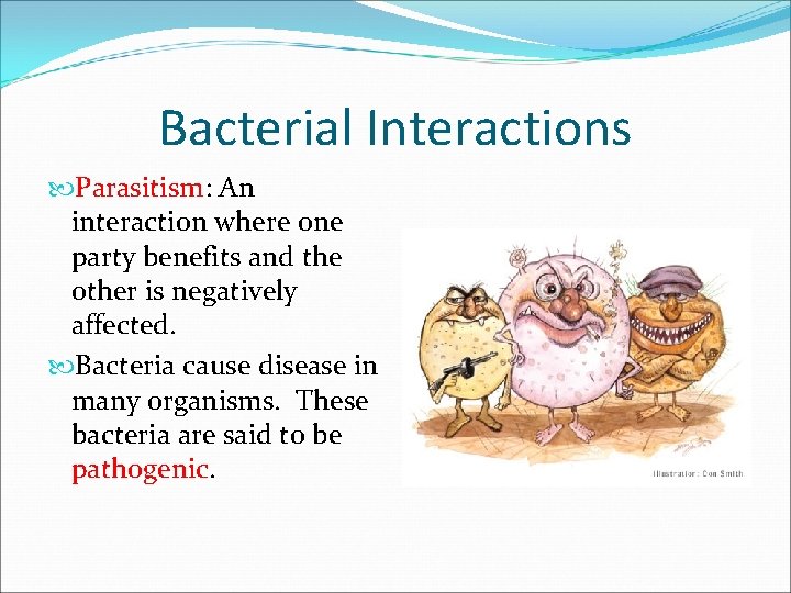 Bacterial Interactions Parasitism: An interaction where one party benefits and the other is negatively
