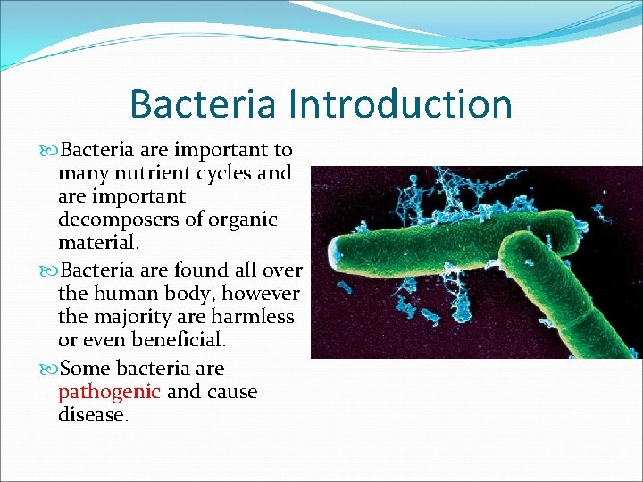 Bacteria Introduction Bacteria are important to many nutrient cycles and are important decomposers of