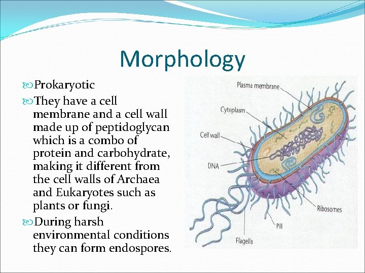 Morphology Prokaryotic They have a cell membrane and a cell wall made up of
