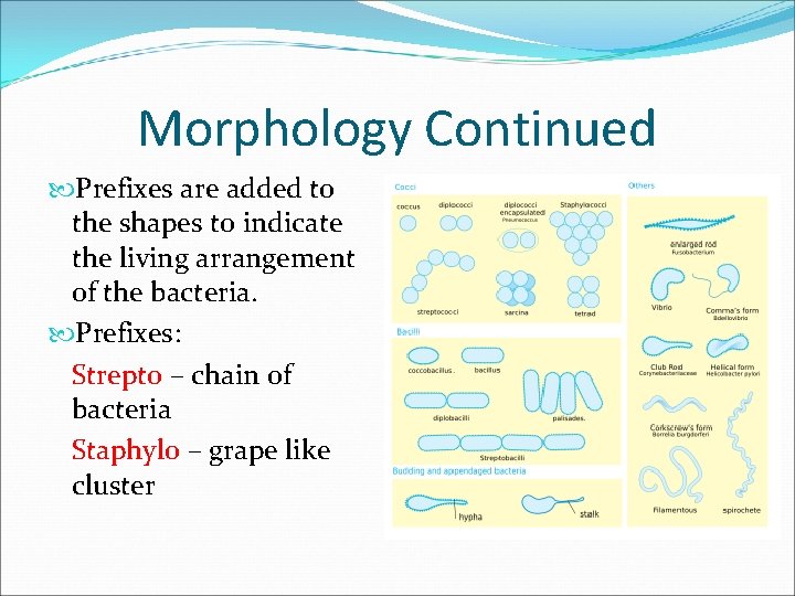 Morphology Continued Prefixes are added to the shapes to indicate the living arrangement of