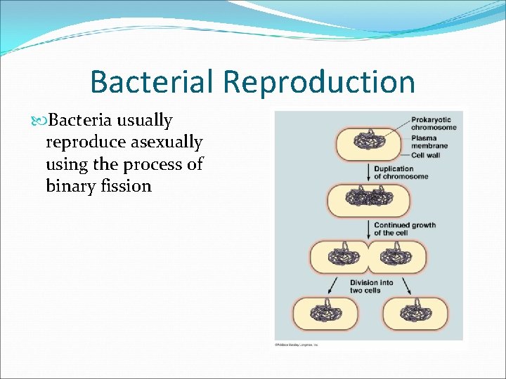Bacterial Reproduction Bacteria usually reproduce asexually using the process of binary fission 