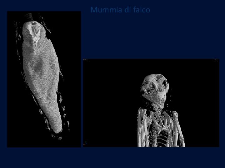 Mummia di falco Mummia di falco