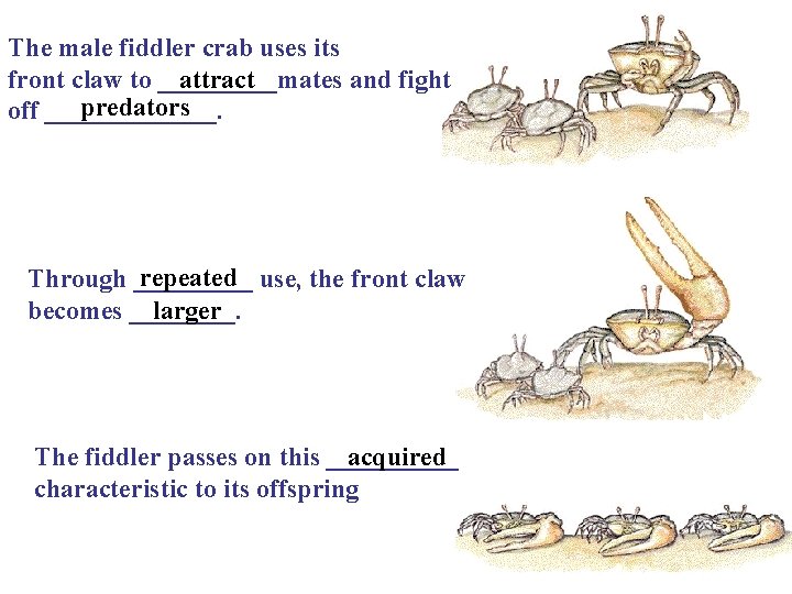 The male fiddler crab uses its front claw to _____mates and fight attract predators