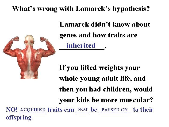 What’s wrong with Lamarck’s hypothesis? Lamarck didn’t know about genes and how traits are