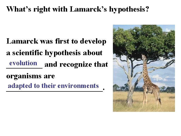 What’s right with Lamarck’s hypothesis? Lamarck was first to develop a scientific hypothesis about