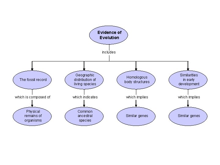 Evidence of Evolution includes The fossil record Geographic distribution of living species Homologous body