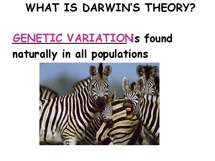 WHAT IS DARWIN’S THEORY? GENETIC VARIATIONis found _________ naturally in all populations 