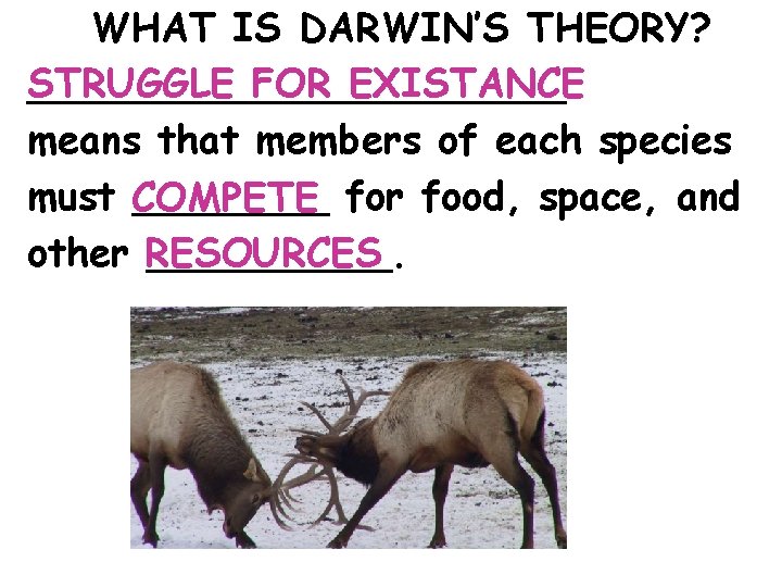 WHAT IS DARWIN’S THEORY? STRUGGLE FOR EXISTANCE ___________ means that members of each species