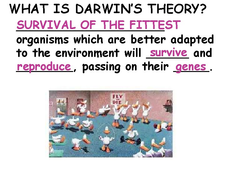 WHAT IS DARWIN’S THEORY? SURVIVAL OF THE FITTEST ___________ organisms which are better adapted