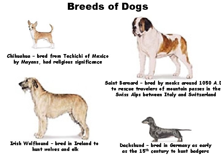 Breeds of Dogs Chihuahua – bred from Techichi of Mexico by Mayans, had religious