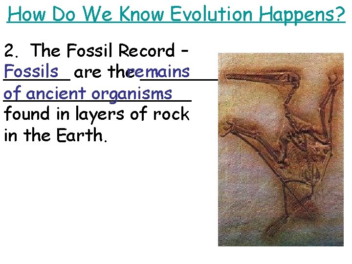 How Do We Know Evolution Happens? 2. The Fossil Record – Fossils ______ are