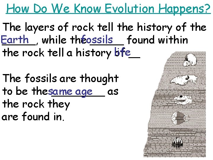 How Do We Know Evolution Happens? The layers of rock tell the history of