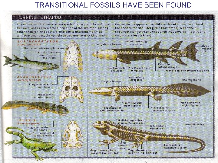 TRANSITIONAL FOSSILS HAVE BEEN FOUND 